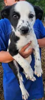 Girl, a female Australian Cattle Dog and Border Collie for sale in Wadena, MN – 1 of 2