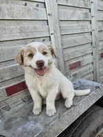 Fluffy girl, a female Australian Shepherd and Border Collie for sale in Wadena, MN – 3 of 3