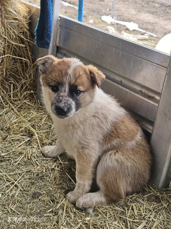 Girl, a female Australian Cattle Dog and Border Collie for sale in Wadena, MN – 1 of 1