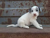 Girl- you get to name, a female Australian Cattle Dog and Border Collie for sale in Wadena, MN – 2 of 2