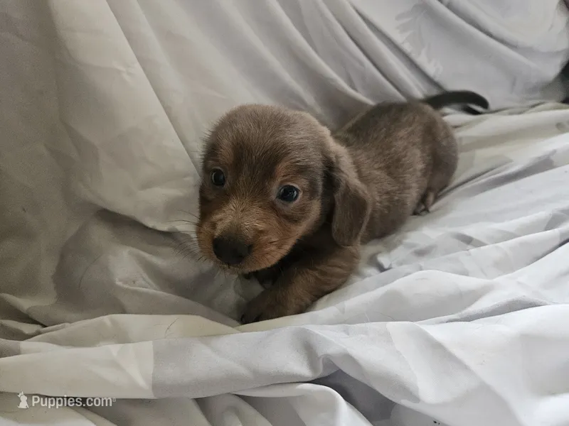 Boy- You name – Dachshund puppy for sale in Wadena, MN