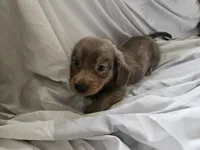 Boy- You name, a male Dachshund for sale in Wadena, MN – 1 of 2