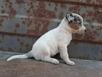 Girl- you get to name, a female Australian Cattle Dog and Border Collie for sale in Wadena, MN – 2 of 2