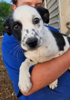 Girl, a female Australian Cattle Dog and Border Collie for sale in Wadena, MN – 2 of 2