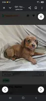 Baby girl- you get to name, a female Dachshund for sale in Wadena, MN – 4 of 4