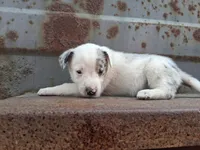 Girl- you get to name, a female Australian Cattle Dog and Border Collie for sale in Wadena, MN – 2 of 2