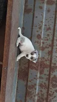 Girl- you get to name, a female Australian Cattle Dog for sale in Wadena, MN – 1 of 2