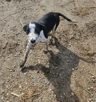 Girl, a female Australian Cattle Dog and Border Collie for sale in Wadena, MN – 3 of 4