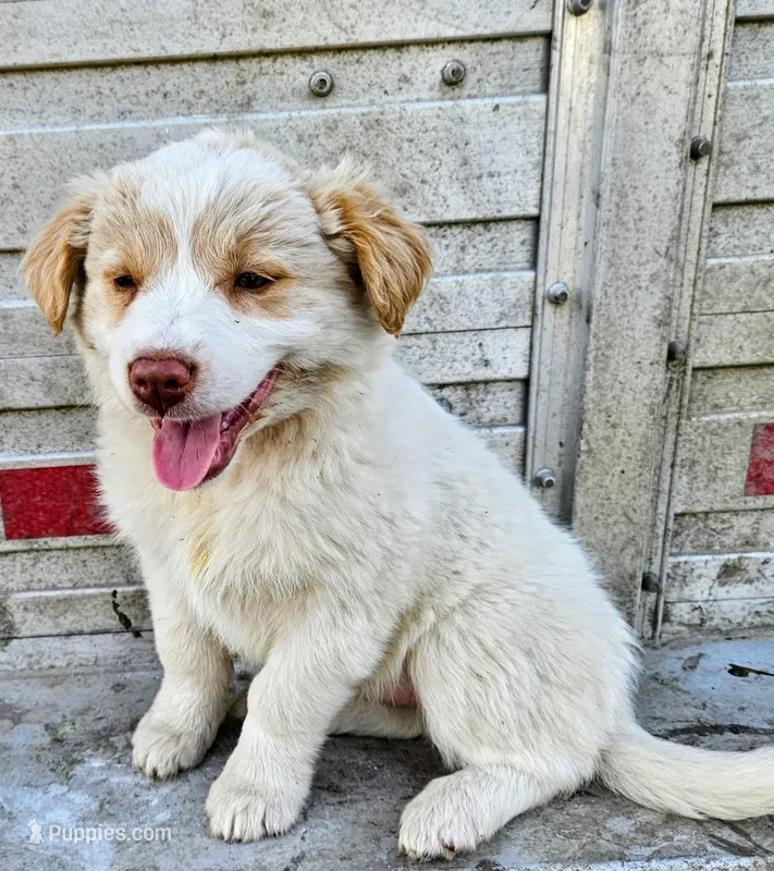 Fluffy girl – Australian Shepherd, Border Collie puppy for sale in Wadena, MN
