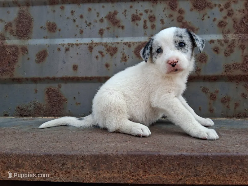 Girl- you get to name – Australian Cattle Dog, Border Collie puppy for sale in Wadena, MN