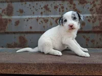 Girl- you get to name, a female Australian Cattle Dog and Border Collie for sale in Wadena, MN – 1 of 2