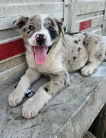 Merle girl, a female Australian Shepherd and Border Collie for sale in Wadena, MN – 3 of 3