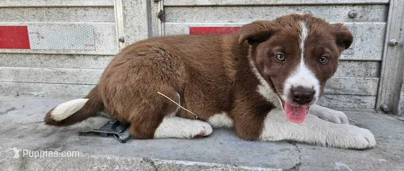 Boy- you get to name – Australian Shepherd, Border Collie puppy for sale in Wadena, MN