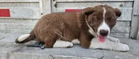 Boy- you get to name, a male Australian Shepherd and Border Collie for sale in Wadena, MN – 1 of 1