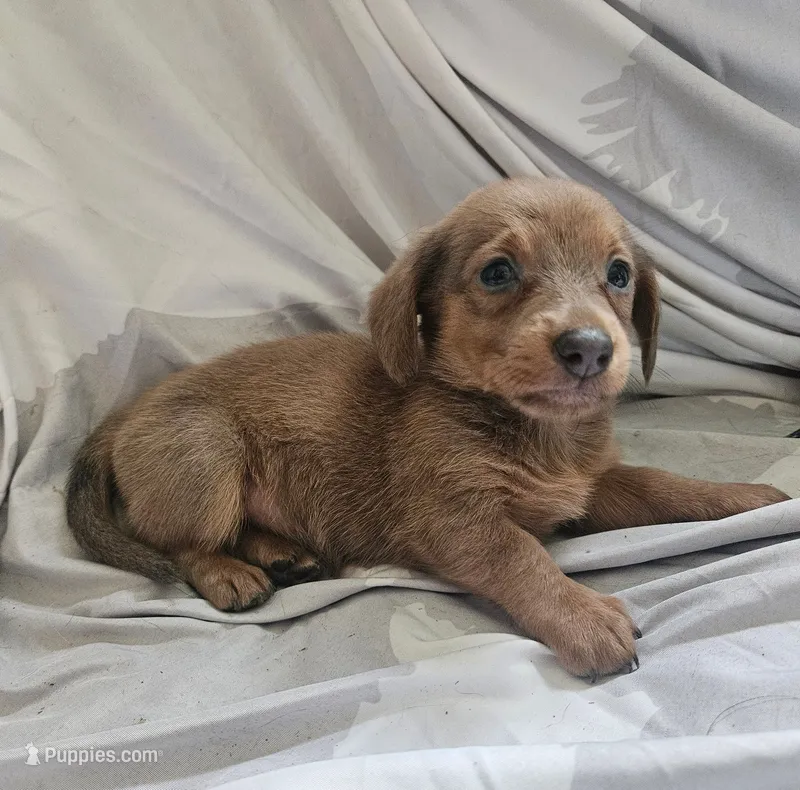 Girl- You Name – Dachshund puppy for sale in Wadena, MN