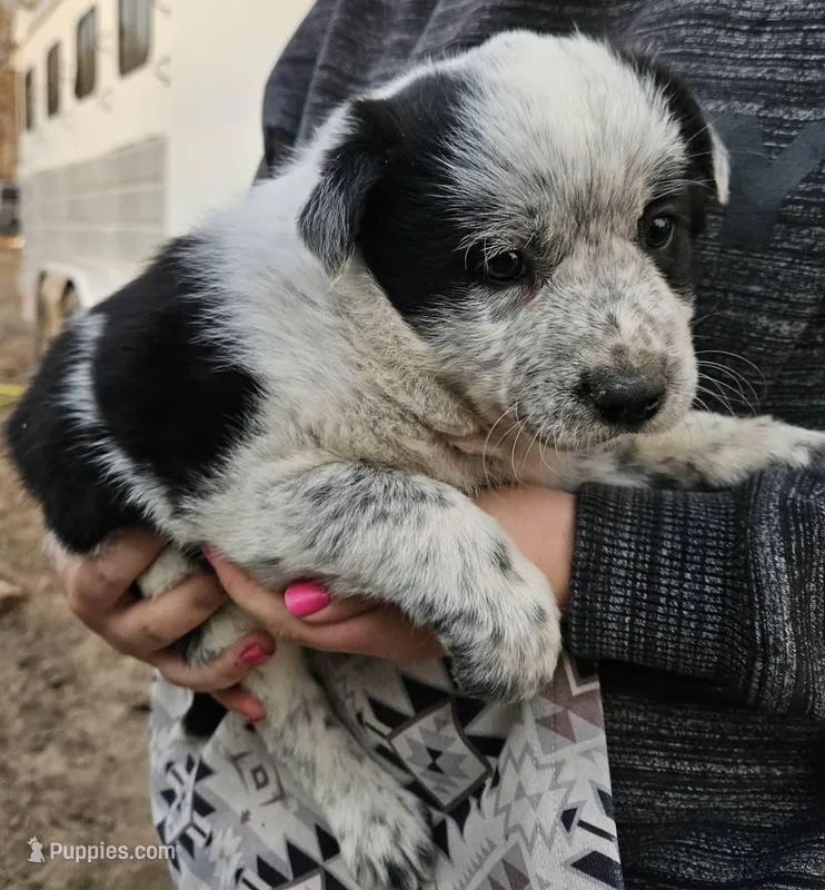Girl, a female Australian Shepherd and Border Collie for sale in Wadena, MN – 1 of 2