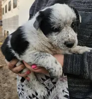Girl, a female Australian Shepherd and Border Collie for sale in Wadena, MN – 1 of 2