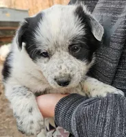 Girl, a female Australian Shepherd and Border Collie for sale in Wadena, MN – 2 of 2