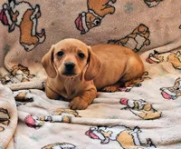 Golden girl, a female Dachshund for sale in Wadena, MN – Photo 1 of 2
