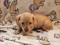 Golden girl, a female Dachshund for sale in Wadena, MN – Photo 2 of 2