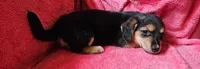You get to name her, a female Dachshund for sale in Wadena, MN – 2 of 2