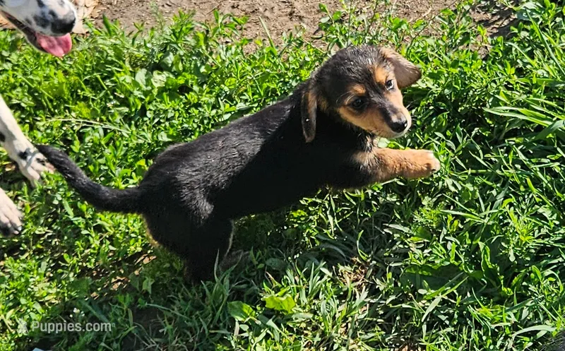You get to name her – Dachshund puppy for sale in Wadena, MN