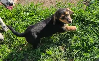 You get to name her, a female Dachshund for sale in Wadena, MN – 1 of 2