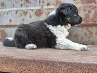 Boy- you get to name, a male Australian Cattle Dog and Border Collie for sale in Wadena, MN – 2 of 2