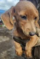 Baby girl- you get to name, a female Dachshund for sale in Wadena, MN – 2 of 4