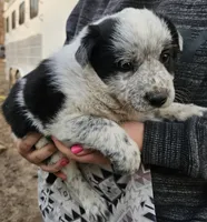 Girl, a female Australian Cattle Dog and Border Collie for sale in Wadena, MN – 2 of 3