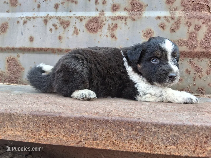 Boy- you get to name – Australian Cattle Dog, Border Collie puppy for sale in Wadena, MN