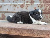Boy- you get to name, a male Australian Cattle Dog and Border Collie for sale in Wadena, MN – 1 of 2