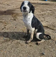 Girl, a female Australian Cattle Dog and Border Collie for sale in Wadena, MN – 2 of 4