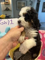 Endorra , a female Bernedoodle for sale in Palm Springs, CA – Photo 9 of 9