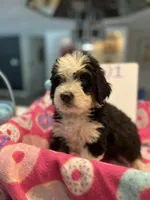 Endorra , a female Bernedoodle for sale in Palm Springs, CA – Photo 3 of 9