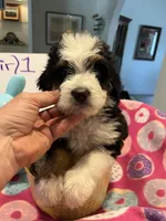 Endorra , a female Bernedoodle for sale in Palm Springs, CA – Photo 5 of 9