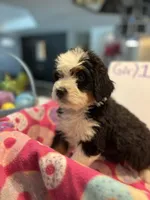 Endorra , a female Bernedoodle for sale in Palm Springs, CA – Photo 4 of 9