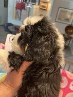 Endorra , a female Bernedoodle for sale in Palm Springs, CA – Photo 7 of 9