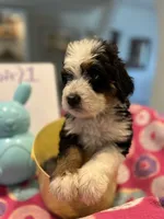 Endorra , a female Bernedoodle for sale in Palm Springs, CA – Photo 1 of 9