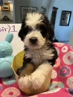 Endorra , a female Bernedoodle for sale in Palm Springs, CA – Photo 6 of 9
