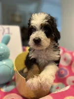 Endorra , a female Bernedoodle for sale in Palm Springs, CA – Photo 2 of 9
