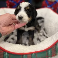 Theo, a male Bernedoodle for sale in Palm Springs, CA – Photo 4 of 4