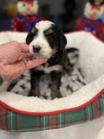 Theo, a male Bernedoodle for sale in Palm Springs, CA – Photo 4 of 4