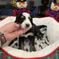 Theo, a male Bernedoodle for sale in Palm Springs, CA – Photo 3 of 4