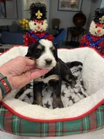 Theo, a male Bernedoodle for sale in Palm Springs, CA – Photo 3 of 4