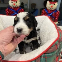 Theo, a male Bernedoodle for sale in Palm Springs, CA – Photo 1 of 4