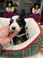Theo, a male Bernedoodle for sale in Palm Springs, CA – Photo 1 of 4