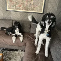 Theo, a male Bernedoodle for sale in Palm Springs, CA – Photo 2 of 4