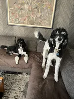 Theo, a male Bernedoodle for sale in Palm Springs, CA – Photo 2 of 4