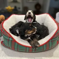 Bernie, a male Bernedoodle for sale in Palm Springs, CA – Photo 5 of 5